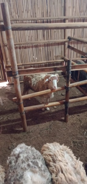 Kambing SR C1