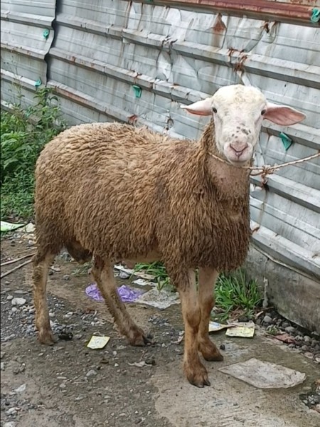 Domba Dombos kurban 43 kilo