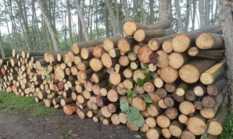 Kayu Albasia