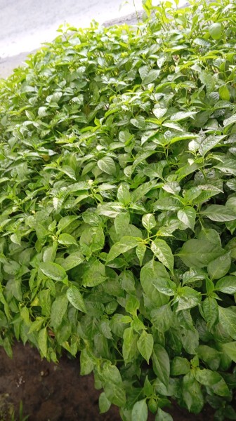 Bibit cabe rawit polibek kecil