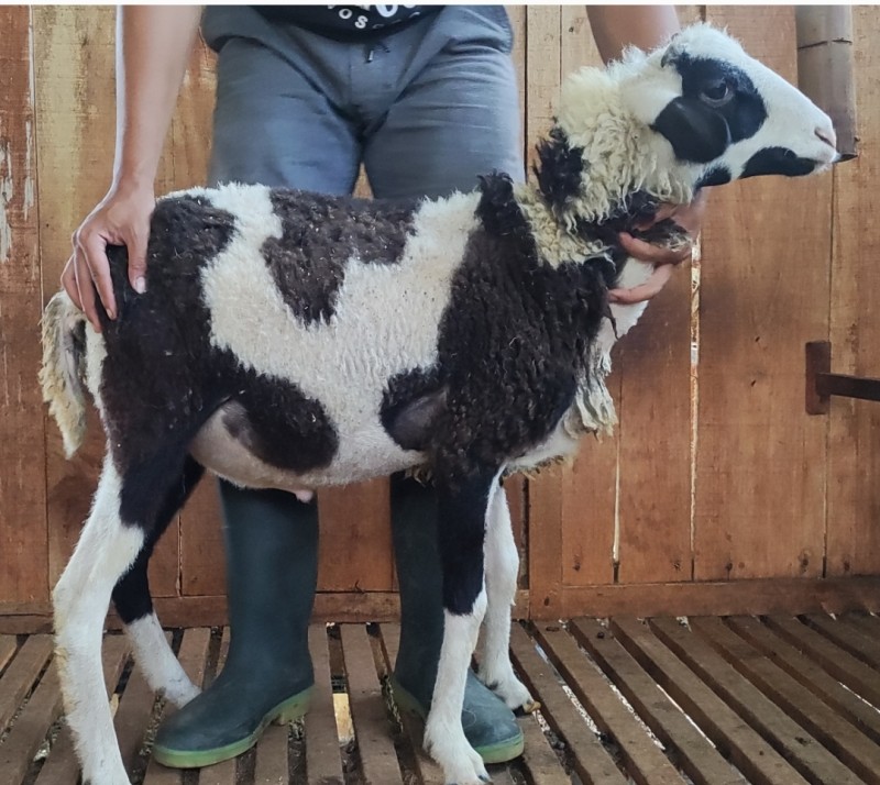 Kambing - Domba