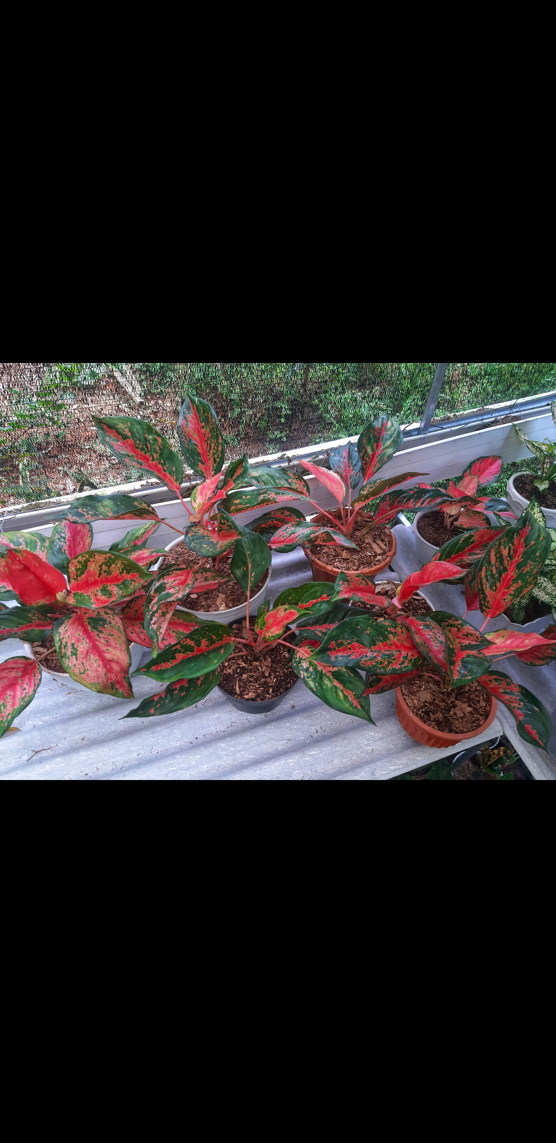 Aglonema Kochin red Camelon