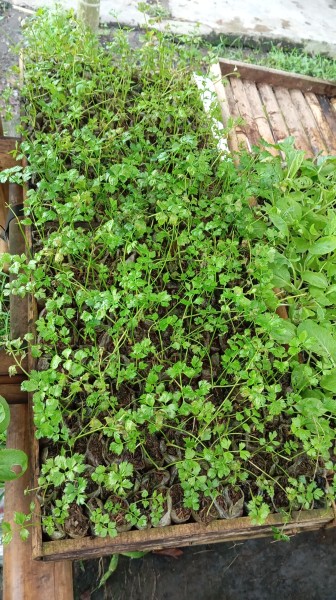 Bibit seledri polibek mini