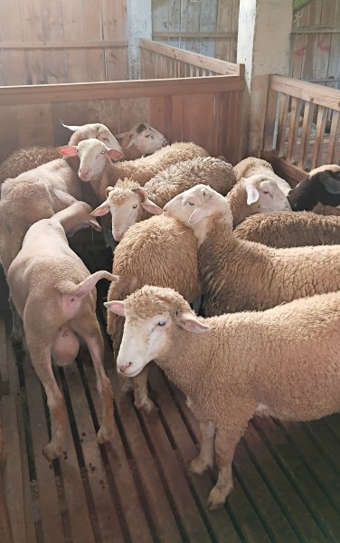 Domba kurban Dombos 35-37 kilo