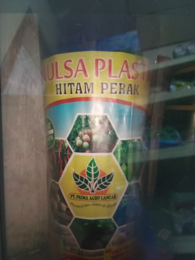 Plastik mulsa (java carlos) +lubang