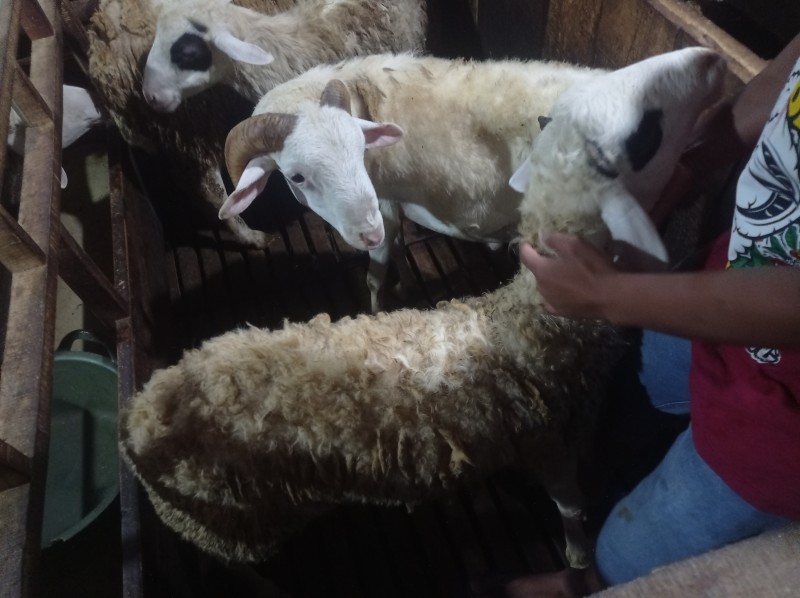 Kambing jantan unggul