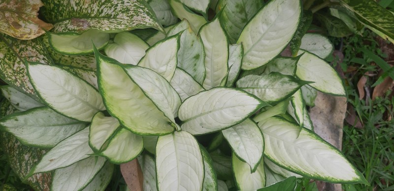 Tanamn Hias Diven Tissu