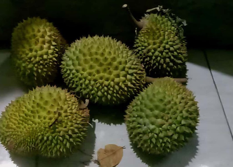 BUAH DURIAN / BUNGA DURIAN