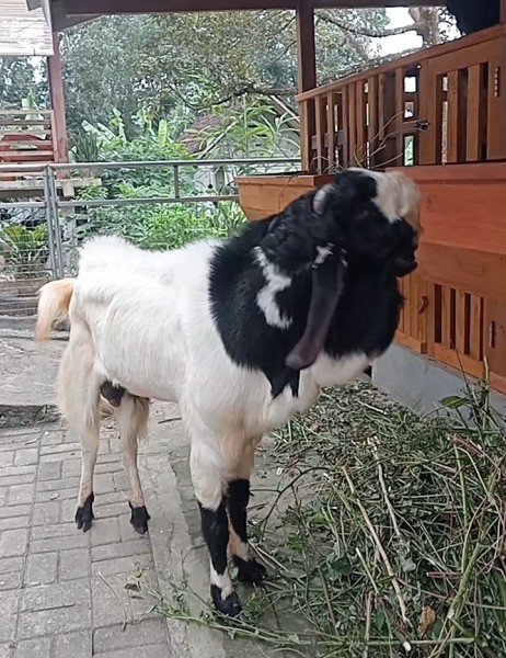 Kambing jantan super