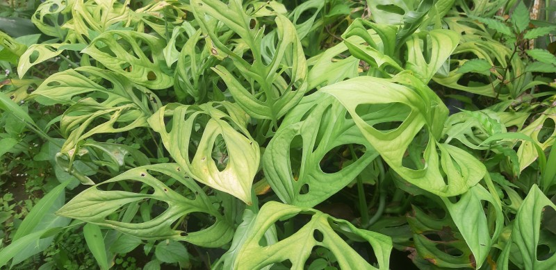 Tanaman Janda Bolong