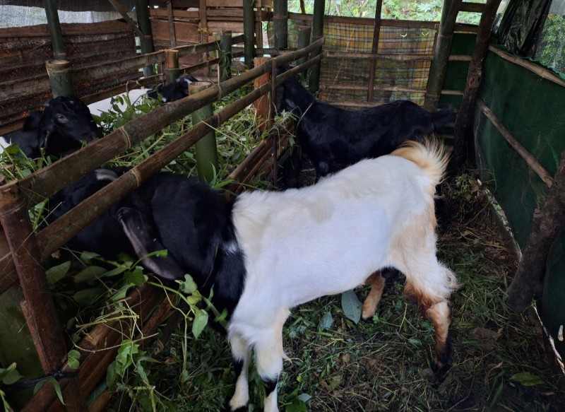 Kambing etawa
