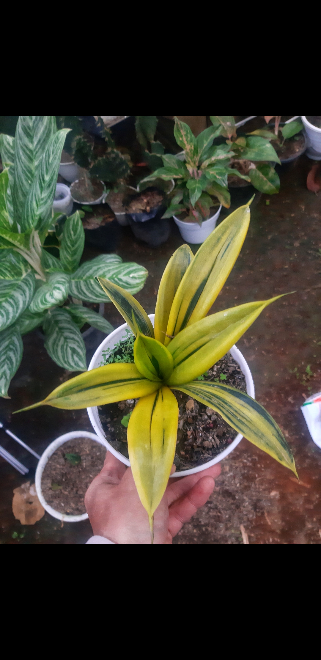 Sansivera Gold Flame