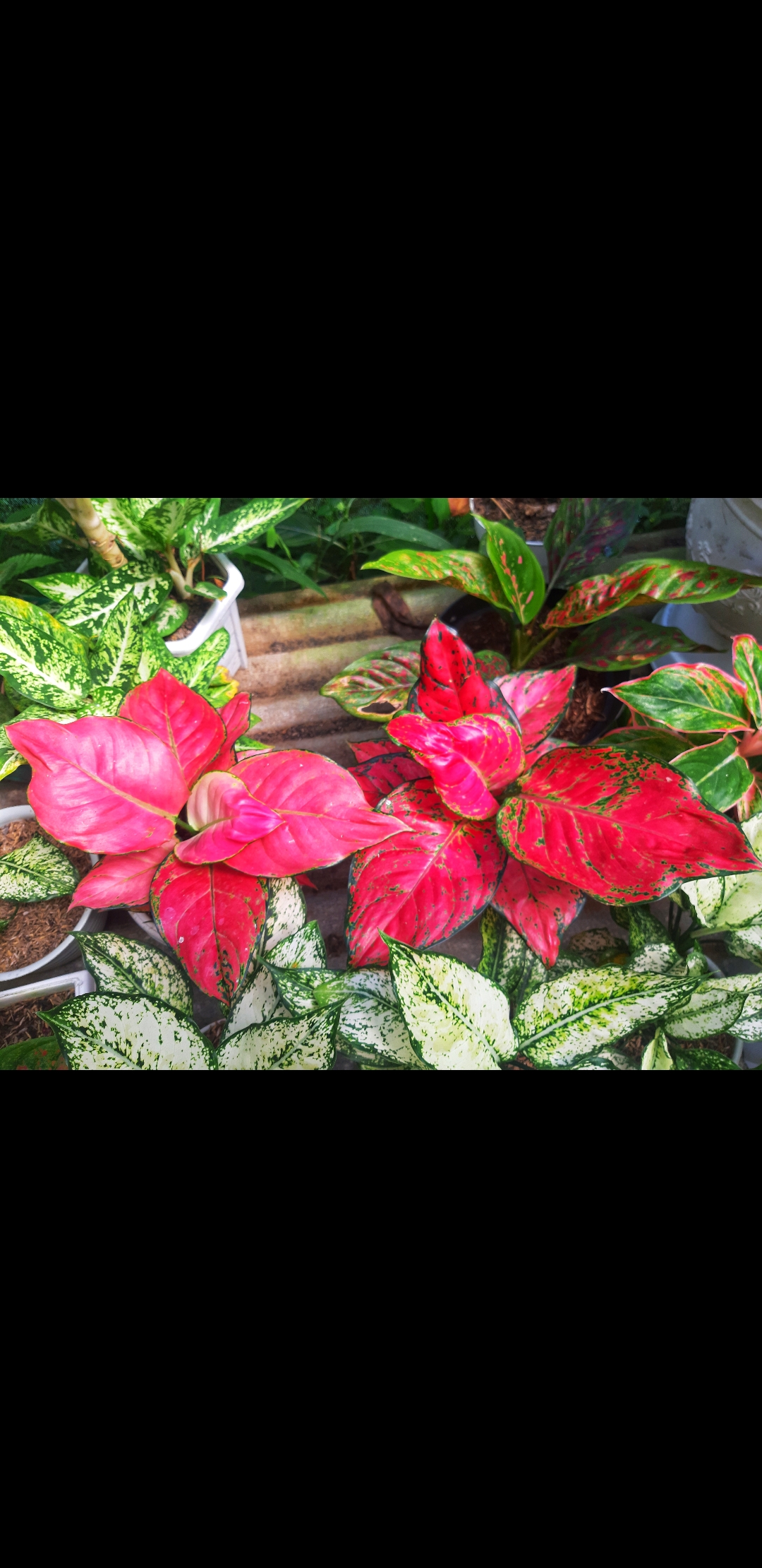 Aglonema Red Anjamani Jumbo