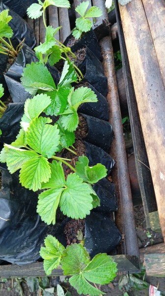 Bibit strawberry polibek kecil