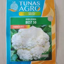 BEST BENIH KEMBANG KOL