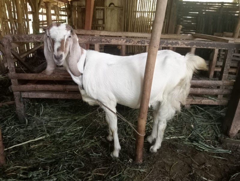 Kambing Jawa Randu Betina