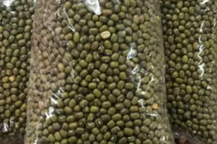 KACANG IJO