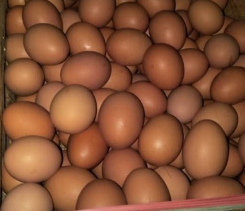 Telur 1 Peti