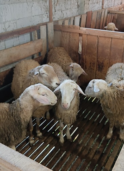 Domba kurban Dombos 55 kilo