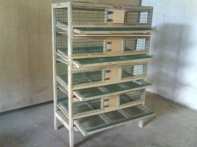 Kandang burung puyuh