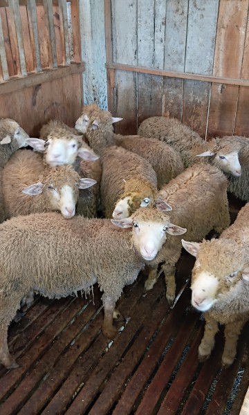 Domba kurban Merino 35 kilo