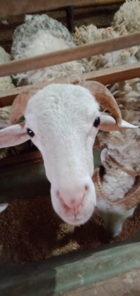 Kambing SR C7