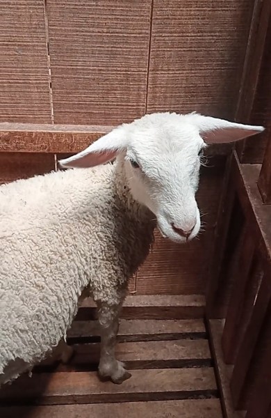 Domba Dombos betina 4 bulan