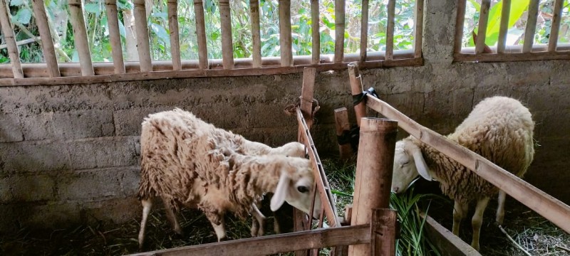 kambing 2 ekor