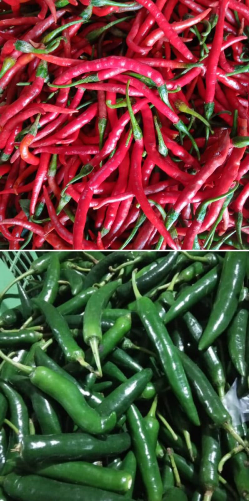 CABE MERAH DAN HIJAU