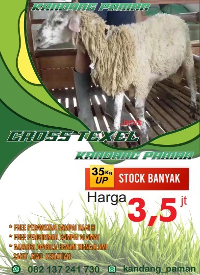 KAMBING COSS TEXEL