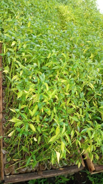 Bibit cabe kriting polibek mini