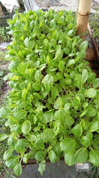 Bibit sawi polibek mini