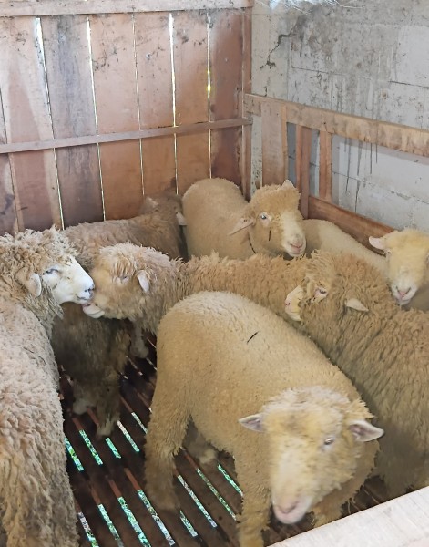 Domba kurban merino 45 kiloan