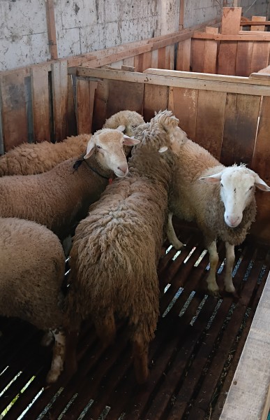 Domba kurban Dombos 45 kilo