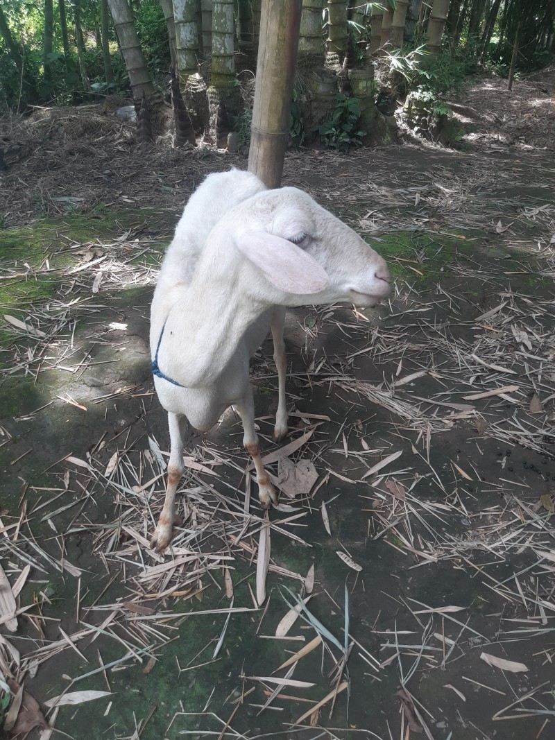 Kambing + anakan