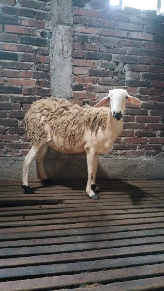 Kambing betina dewasa