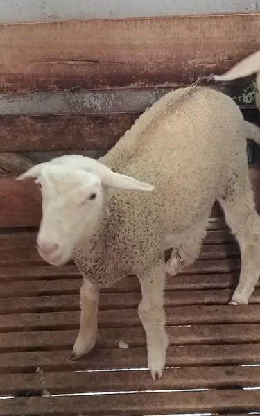 Domba Dombos betina 4 bulan